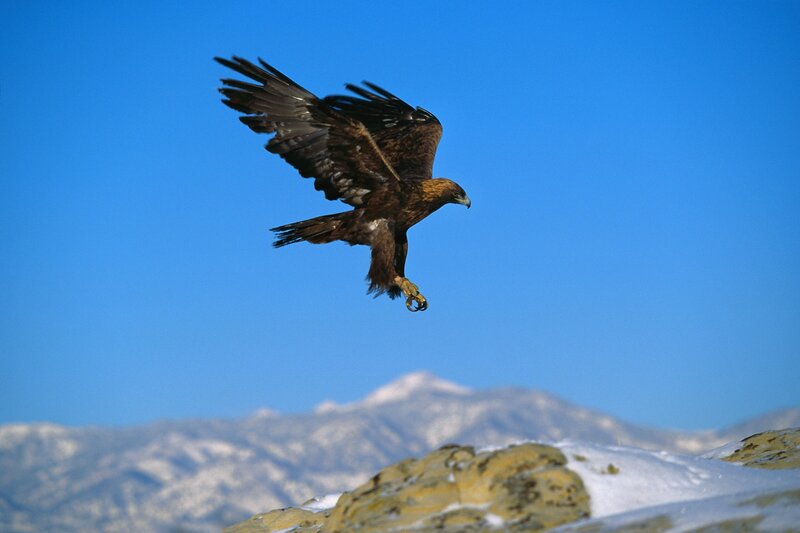 Golden Eagle in Flight — Blue, Dramatic, Winter