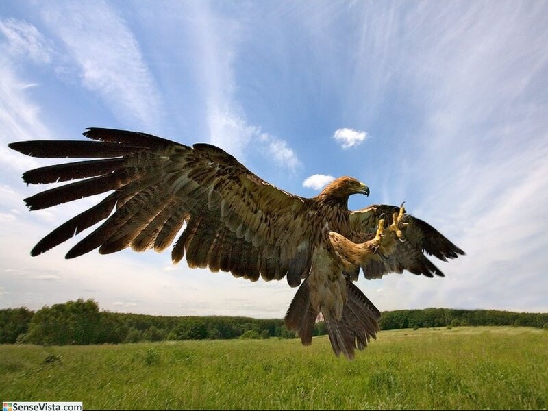 Golden Eagle in Flight — Blue, Dynamic, Afternoon