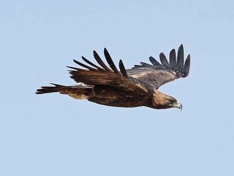 Golden Eagle in Flight — Blue, Serene, Afternoon, Photograph