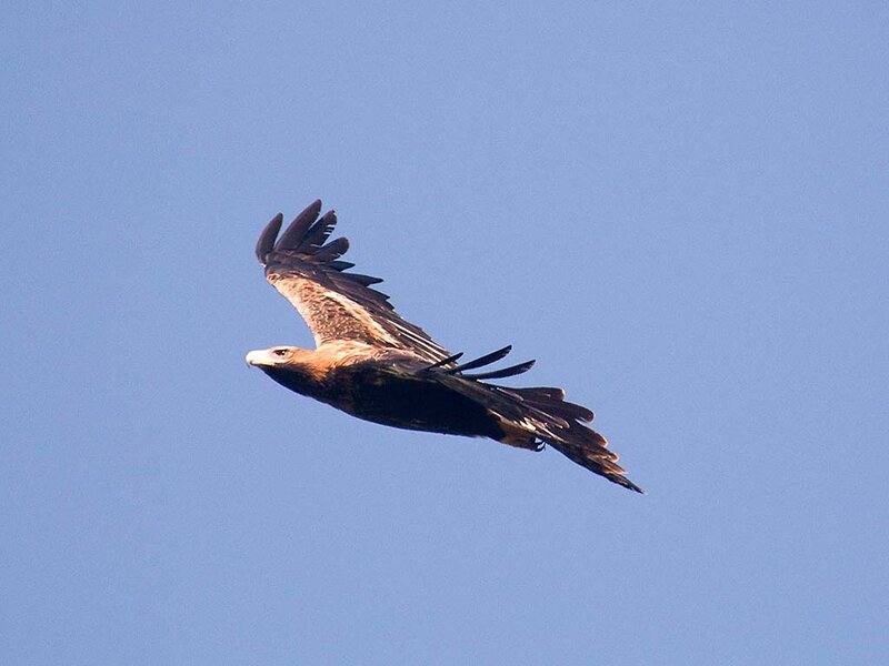 Golden Eagle in Flight — Blue, Serene