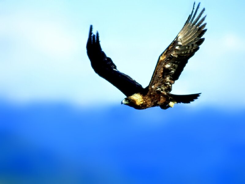 Golden Eagle in Flight — Blue