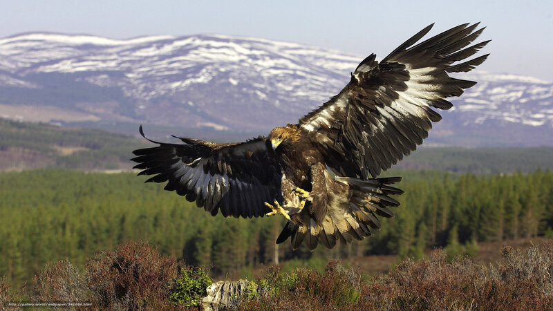 Golden Eagle in Flight — Brown, Dramatic, Afternoon, Photograph, Mountains