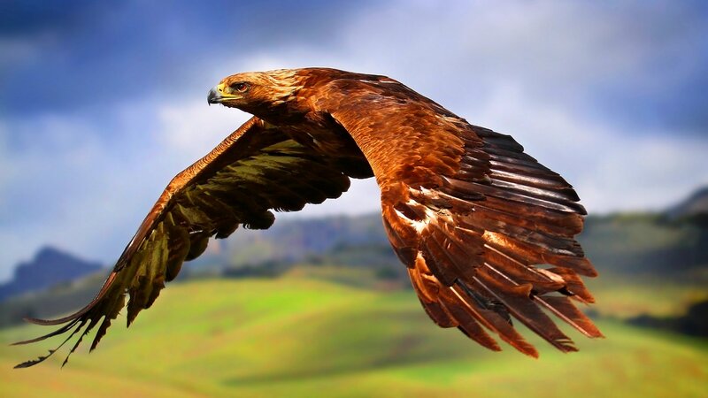 Golden Eagle in Flight — Brown, Dramatic, Afternoon, Photograph, Sky, Hills