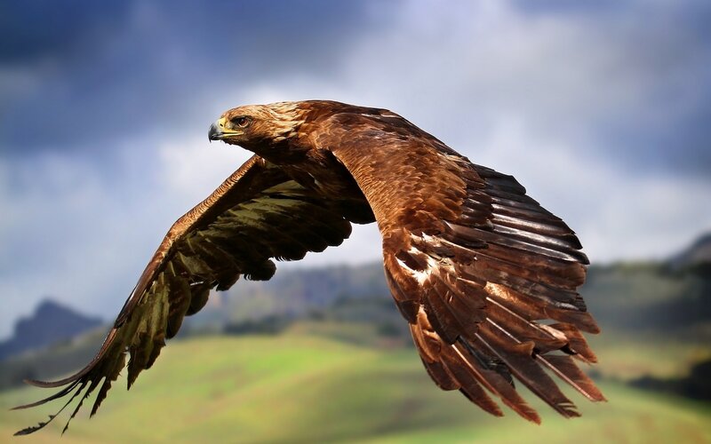 Golden Eagle in Flight — Brown, Dramatic, Afternoon, Photograph, Sky, Mountains
