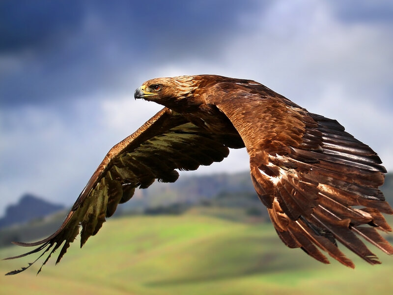 Golden Eagle in Flight — Brown, Dramatic, Afternoon, Photograph, Sky