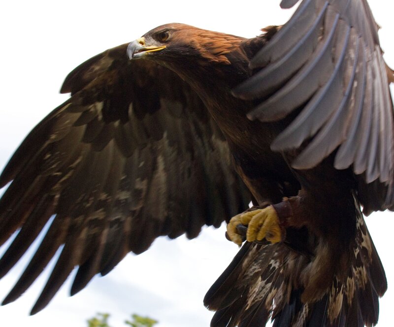 Golden Eagle in Flight — Brown, Dramatic, Photograph