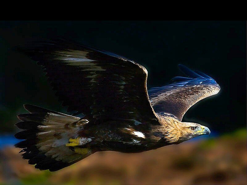 Golden Eagle in Flight — Brown, Dramatic, Photograph, Wings