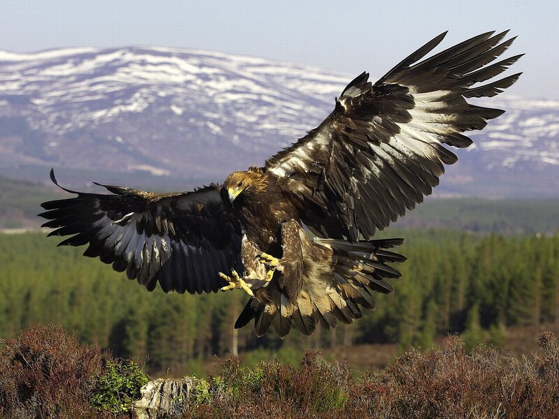 Golden Eagle in Flight — Brown, Dramatic
