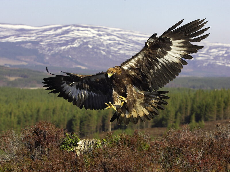 Golden Eagle in Flight — Brown, Dramatic, Winter, Photograph
