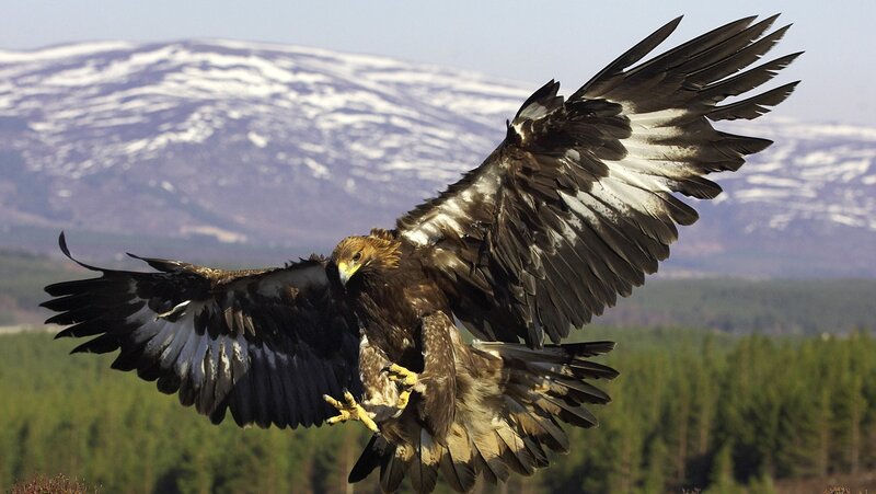 Golden Eagle in Flight — Brown, Dramatic, Winter