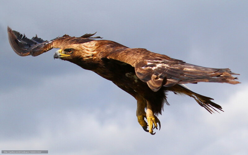 Golden Eagle in Flight — Brown, Dynamic, Afternoon, Photograph