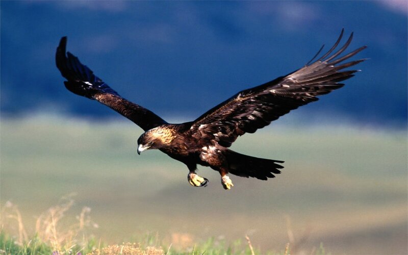 Golden Eagle in Flight — Brown, Dynamic, Afternoon, Photograph, Wings