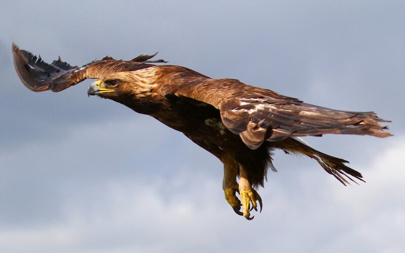 Golden Eagle in Flight — Brown, Dynamic, Afternoon