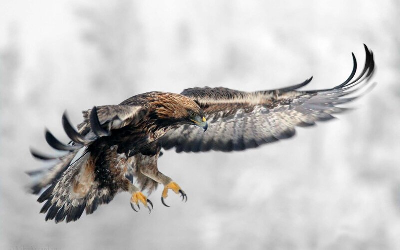 Golden Eagle in Flight — Brown, Dynamic, Photograph