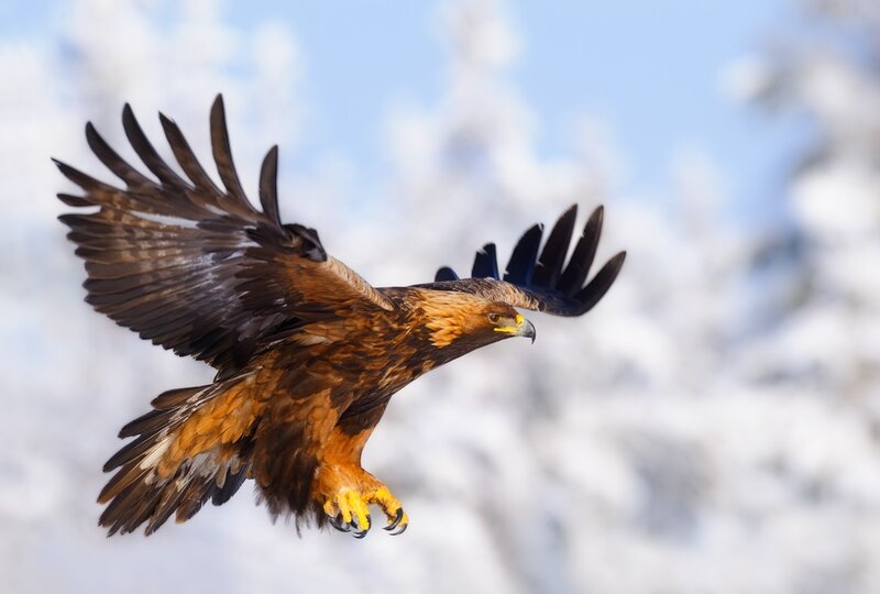 Golden Eagle in Flight — Brown, Dynamic, Winter, Photograph