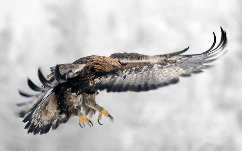 Golden Eagle in Flight — Brown, Dynamic, Winter, Photograph, Wings, Claws