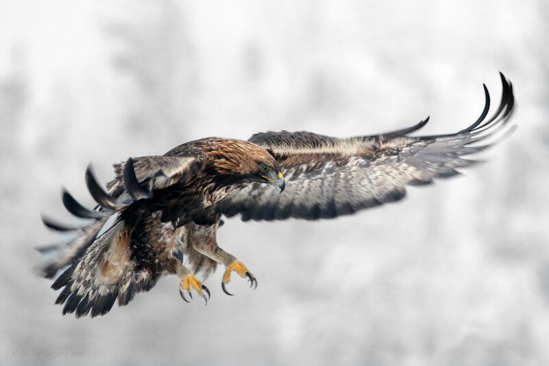 Golden Eagle in Flight — Brown, Dynamic, Winter, Photograph, Wings