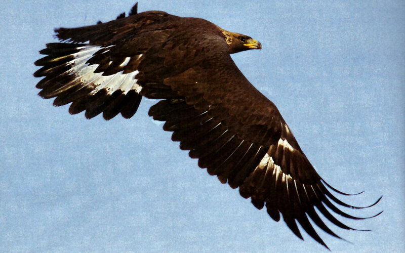 Golden Eagle in Flight — Brown, Serene