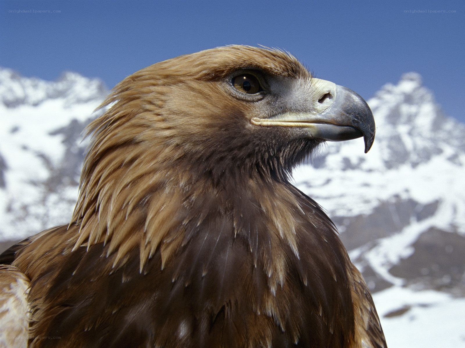 Golden eagle in mountain landscape