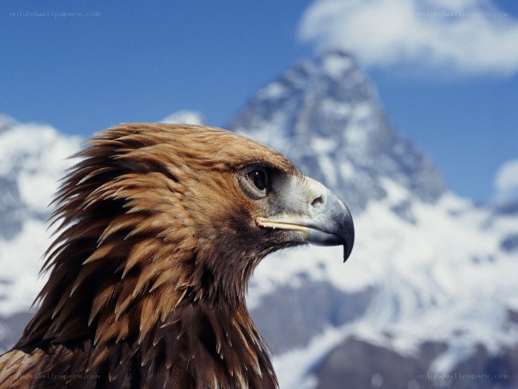 Golden eagle in mountain landscape