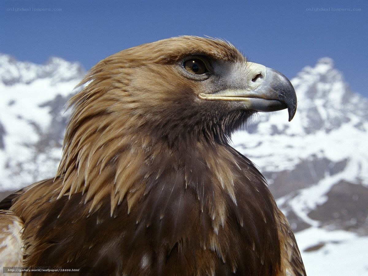 Golden eagle in mountain landscape