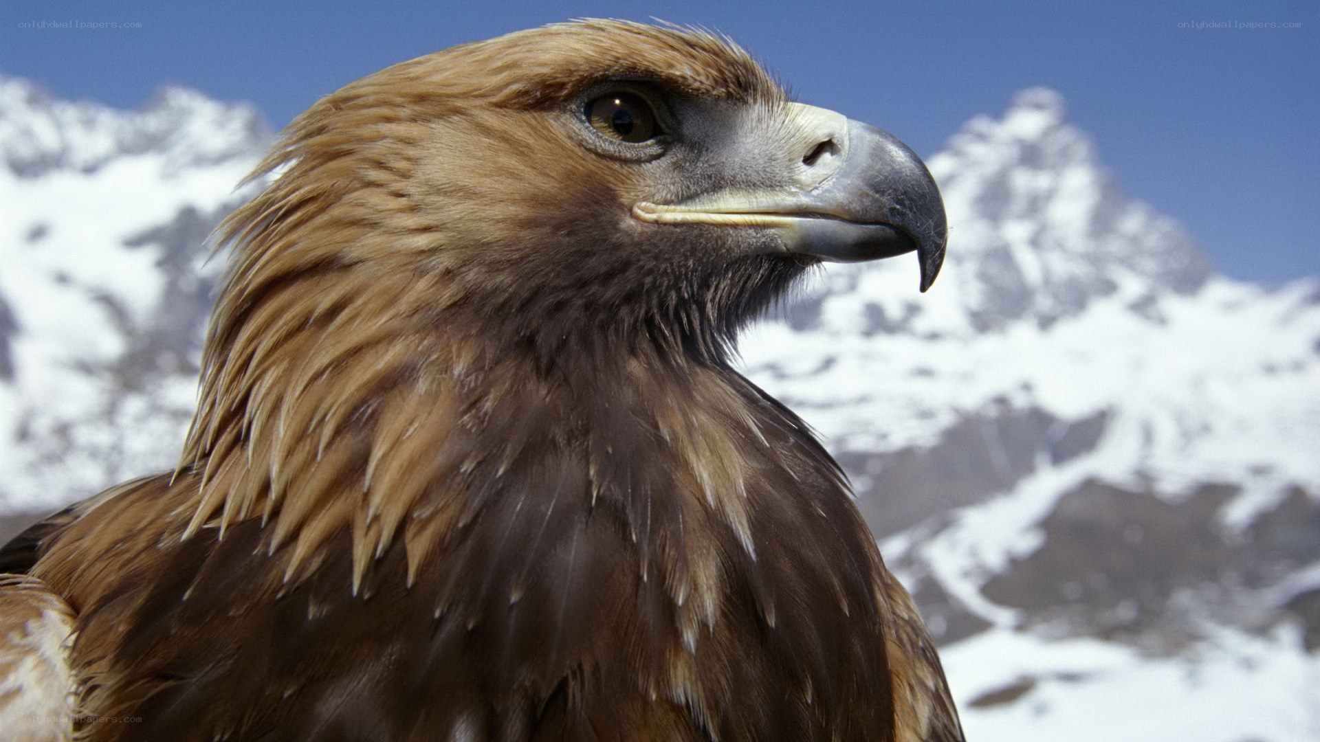 Golden eagle in mountains