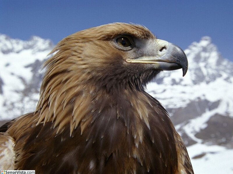 Golden eagle in mountains