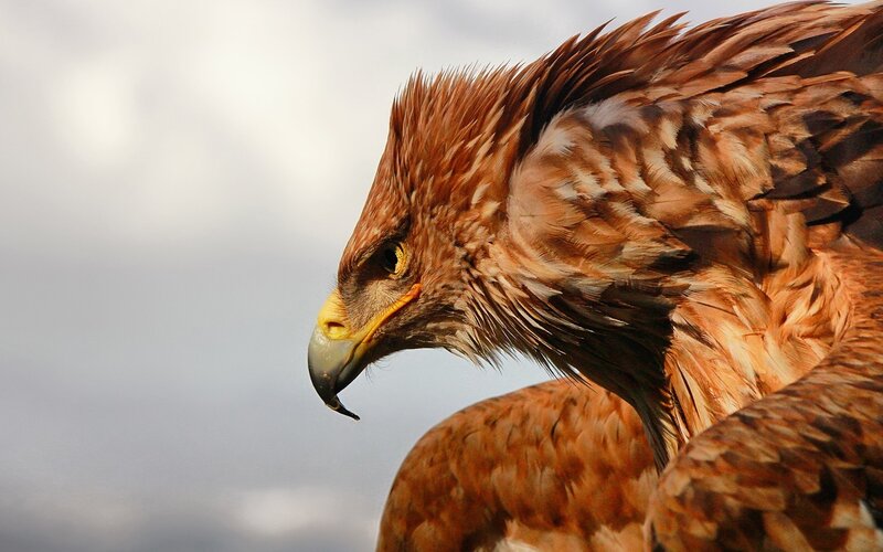 Golden Eagle in Profile — Brown