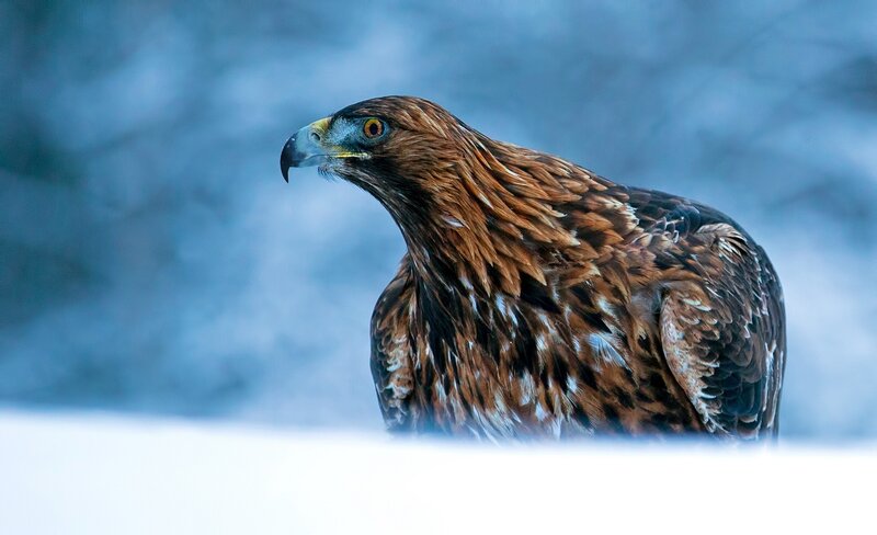 Golden Eagle in Snow