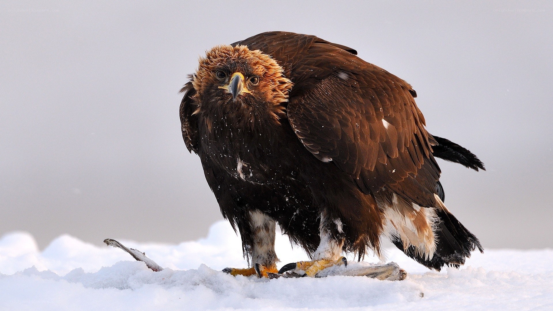 Golden eagle in snowy landscape