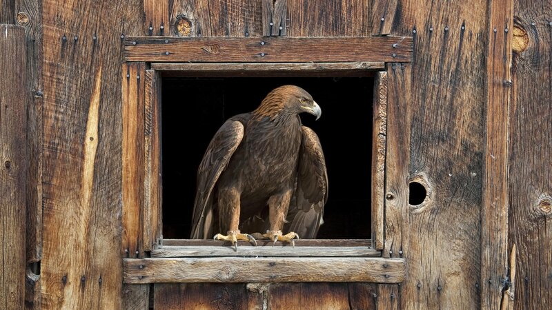 Golden Eagle in Window