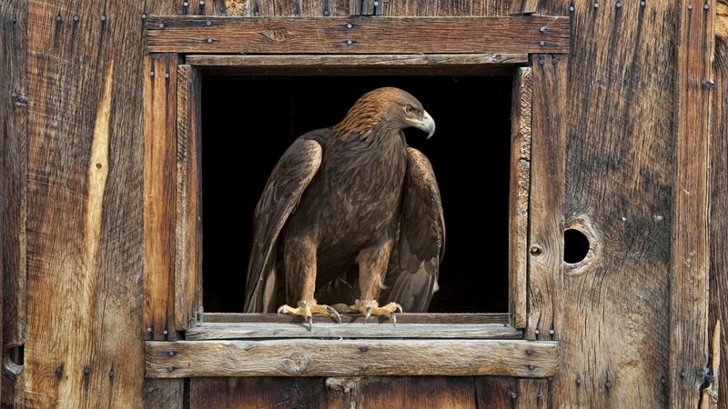Golden Eagle in Wooden Frame