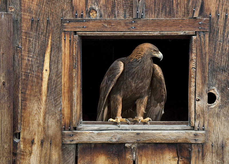 Golden Eagle in Wooden Structure
