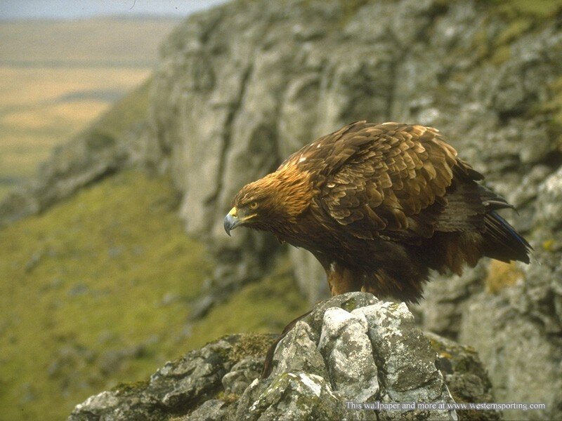 Golden eagle on a cliff