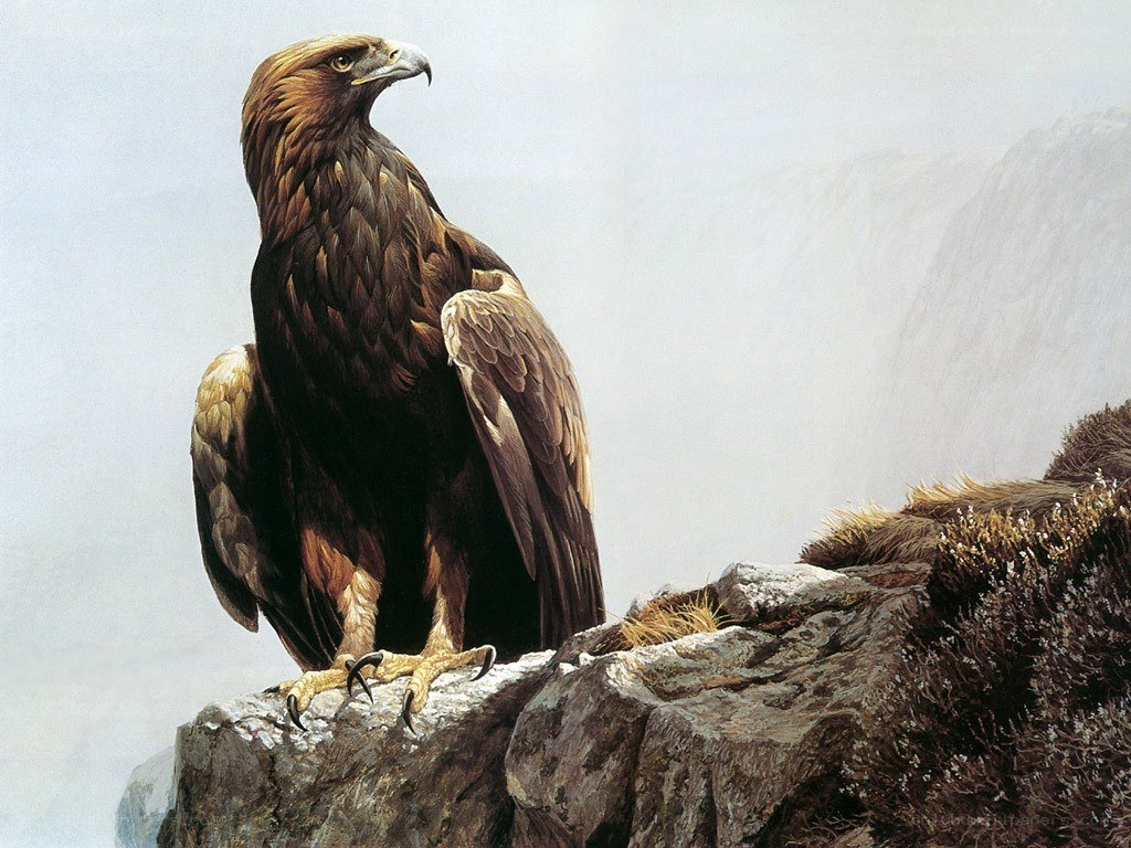 Golden eagle on a cliff
