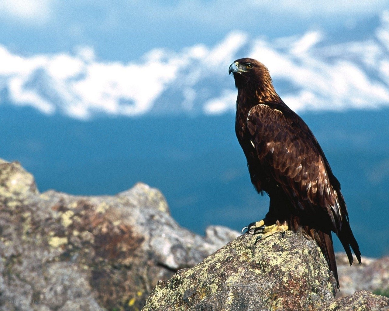 Golden eagle on a rocky peak