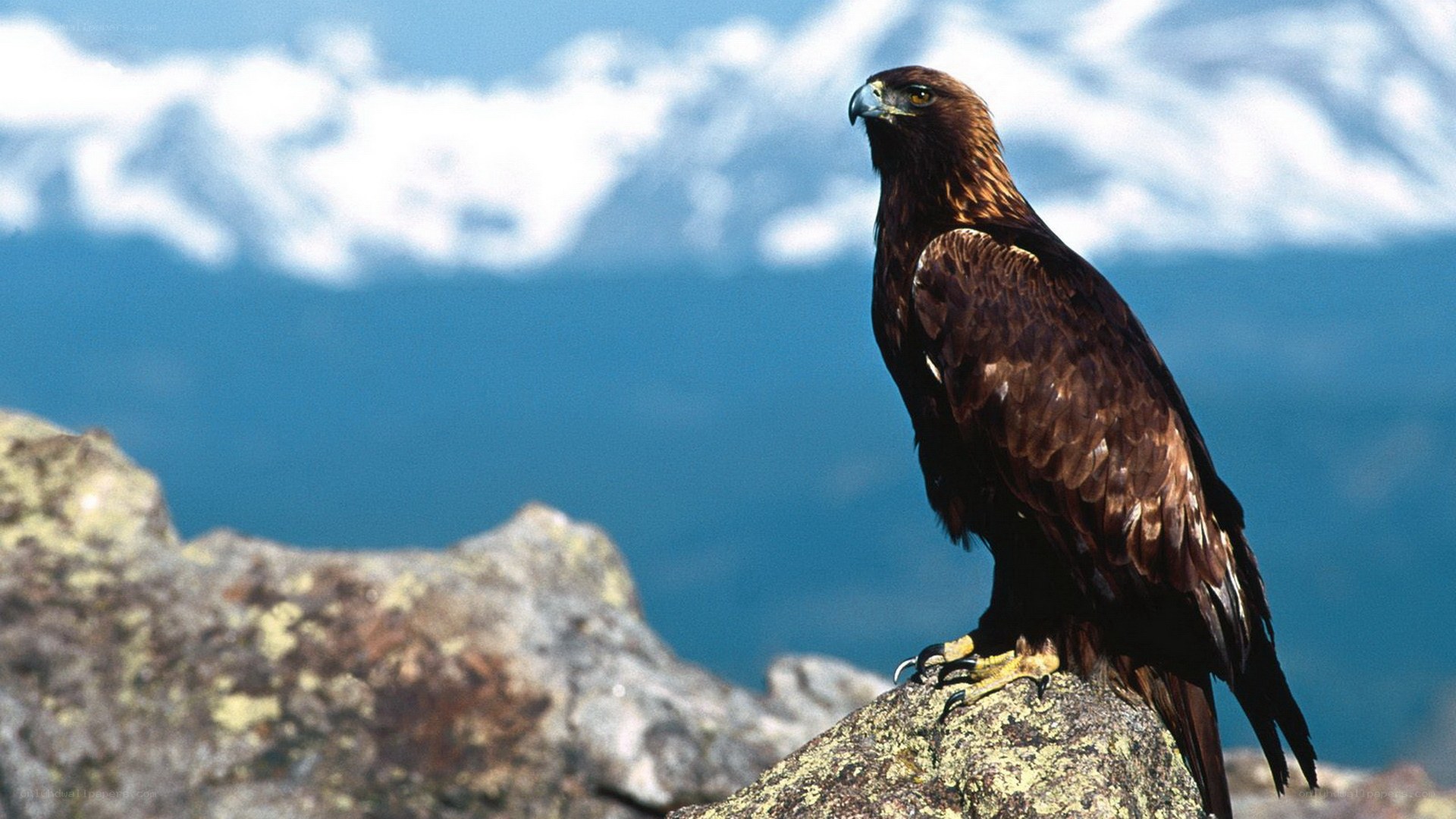 Golden eagle on a rocky perch