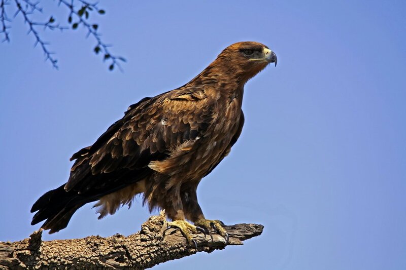 Golden Eagle on Branch — Brown, Calm