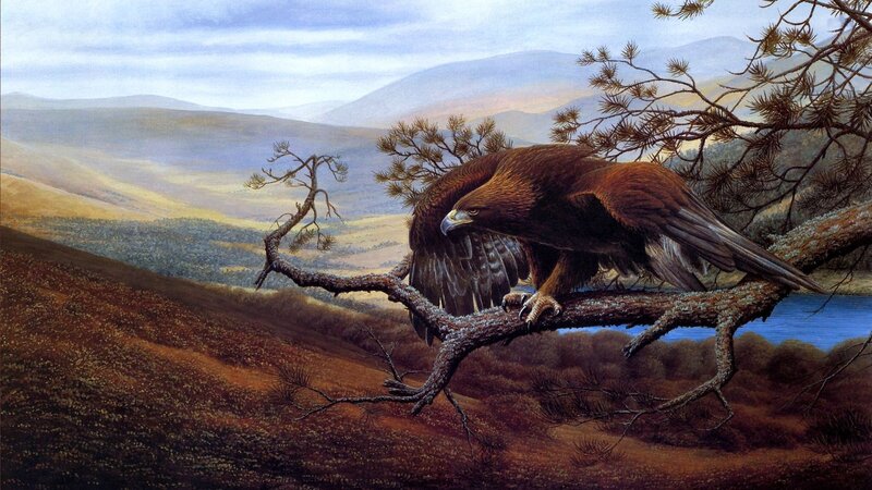 Golden Eagle on Branch — Brown, Serene