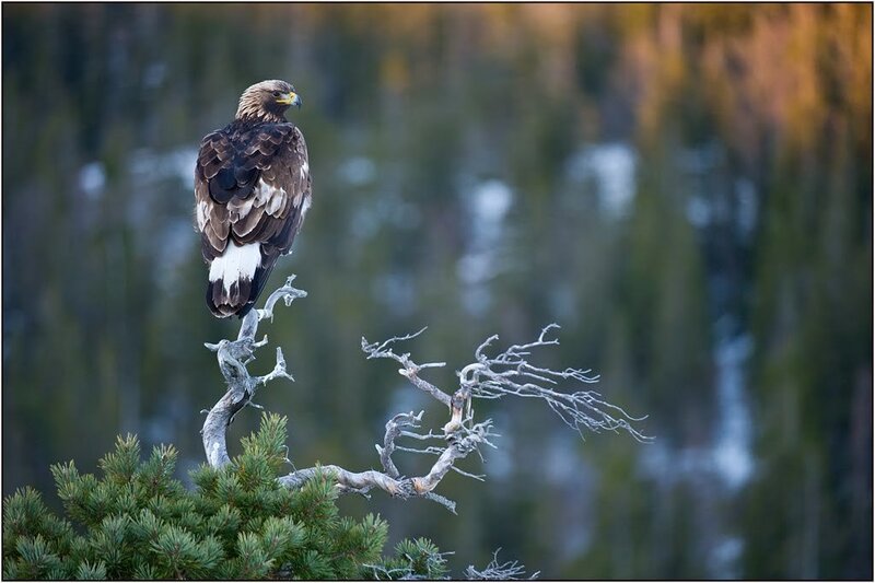 Golden Eagle on Branch — Brown