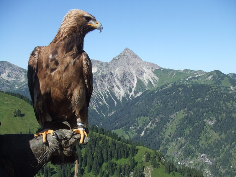 Golden Eagle on Glove — Brown