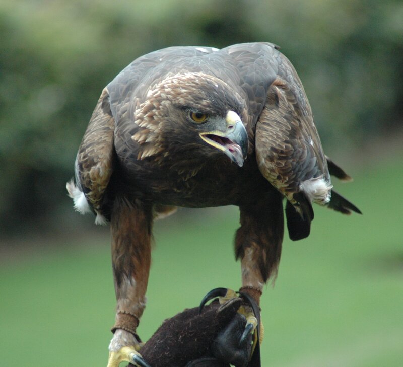 Golden Eagle on Glove