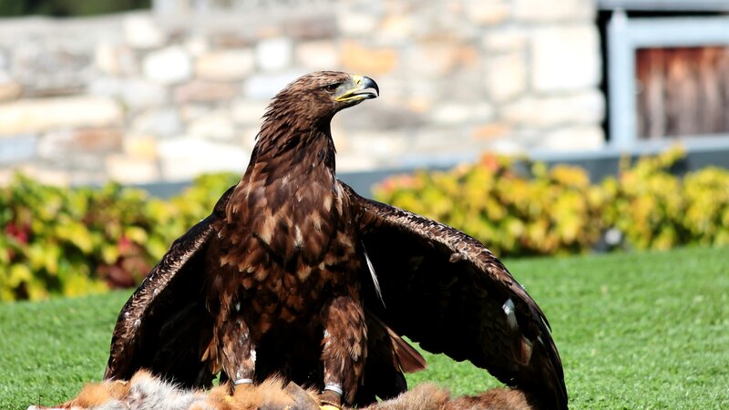 Golden Eagle on Grass — Brown