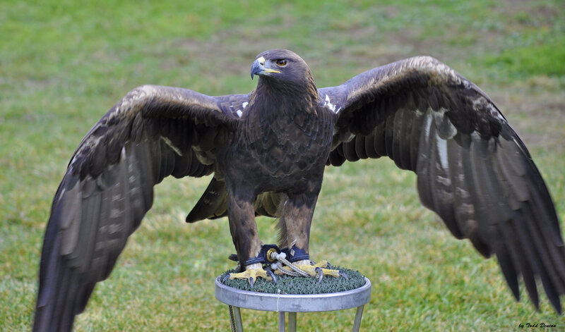 Golden Eagle on Perch — Brown