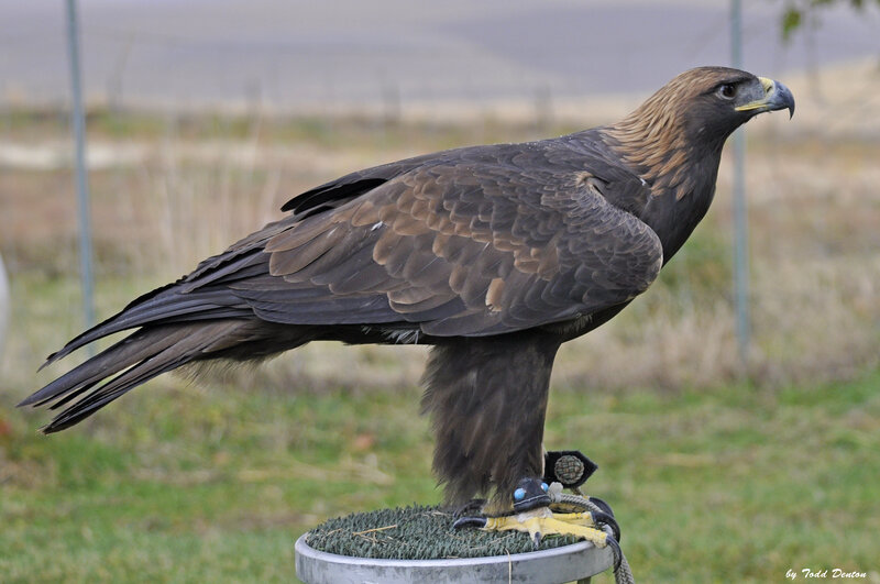 Golden Eagle on Perch