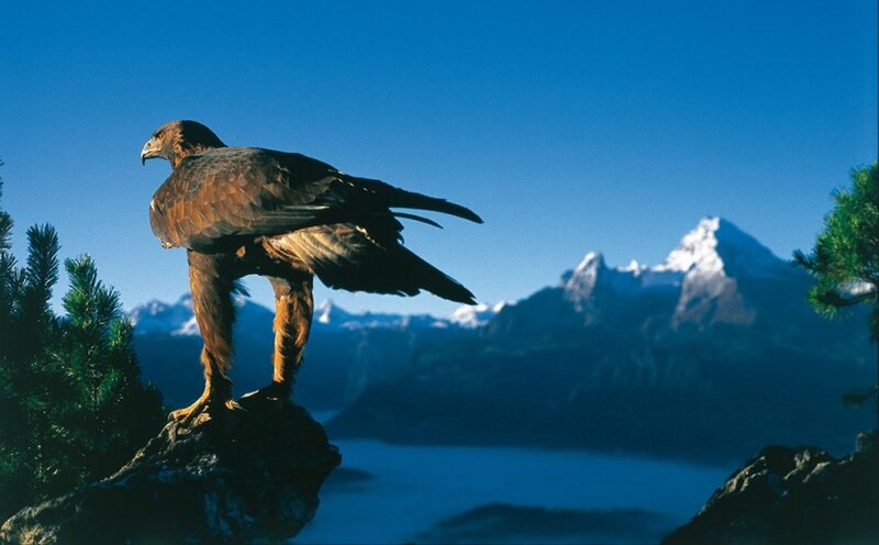 Golden Eagle on Rock — Blue