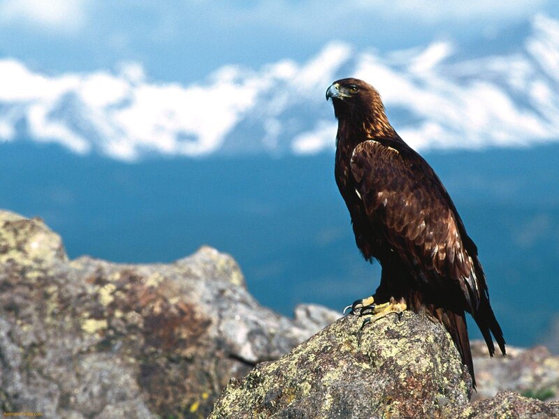 Golden Eagle on Rock — Brown, Dramatic, Afternoon