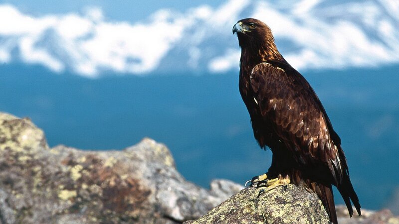 Golden Eagle on Rock — Brown, Serene, Photograph