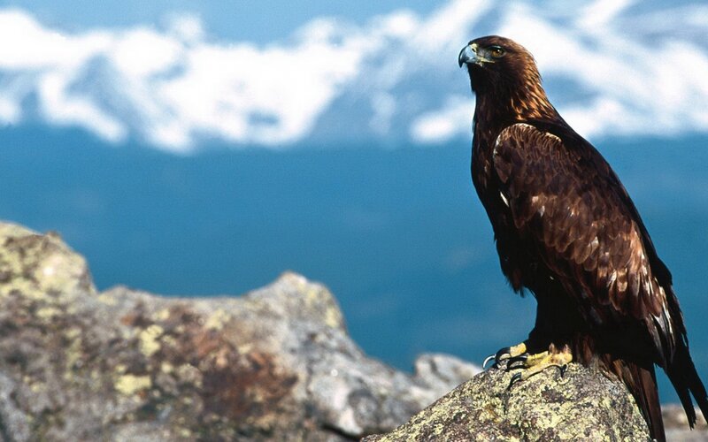 Golden Eagle on Rock — Brown, Serene