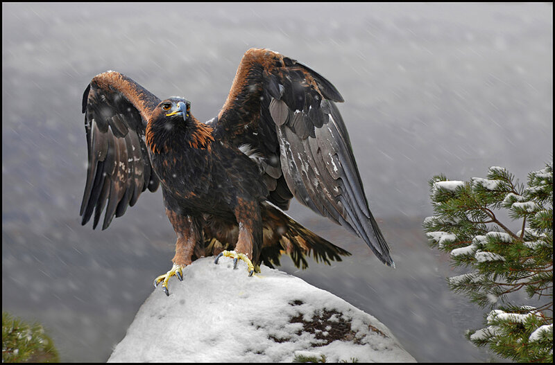 Golden Eagle on Rock — Brown